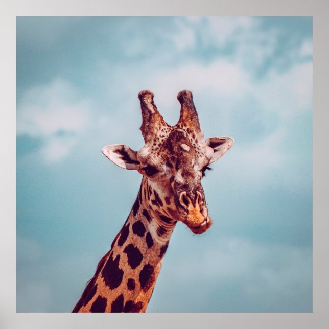 GIRAFFE PORTRAIT POSTER (Vorne)