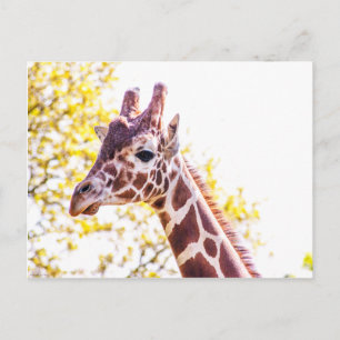 Giraffe Portrait Postkarte