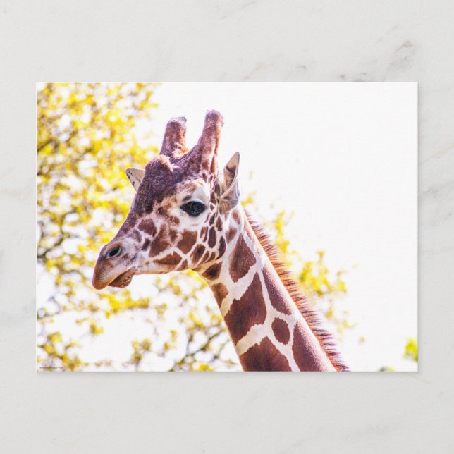 Giraffe Portrait Postkarte (Vorderseite)