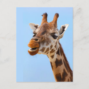 Giraffe Portrait-Postkarte Postkarte