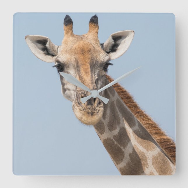 Giraffe-Portrait Quadratische Wanduhr (Vorderseite)