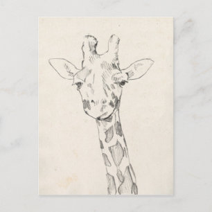 Giraffe Portrait   Zeichnung Postkarte