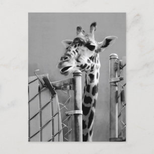 Giraffe Portraitfotografie Postkarte