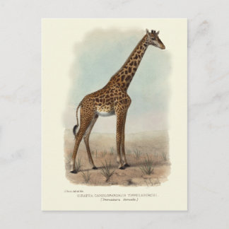 GIRAFFE POSTCARD POSTKARTE
