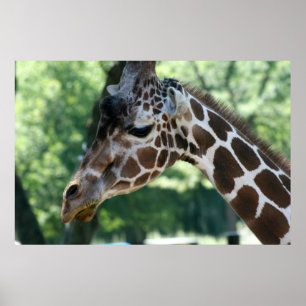 Giraffe Poster