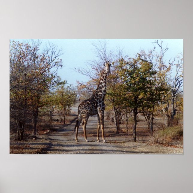 Giraffe Poster (Vorne)