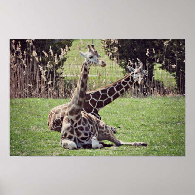 Giraffe Poster (Vorne)