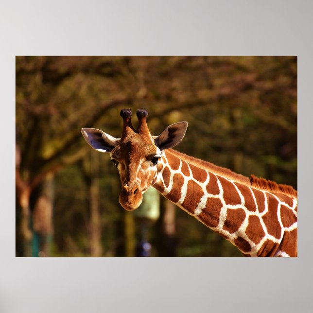 Giraffe Poster (Vorne)