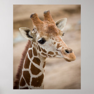 Giraffe Poster