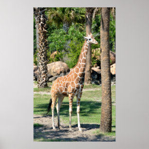 Giraffe Poster