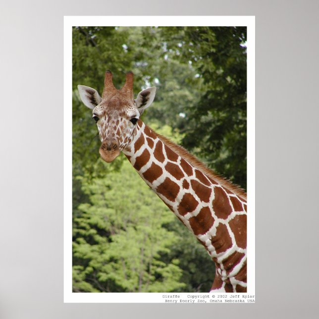 Giraffe Poster (Vorne)