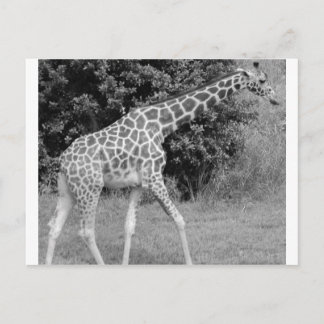 giraffe postkarte