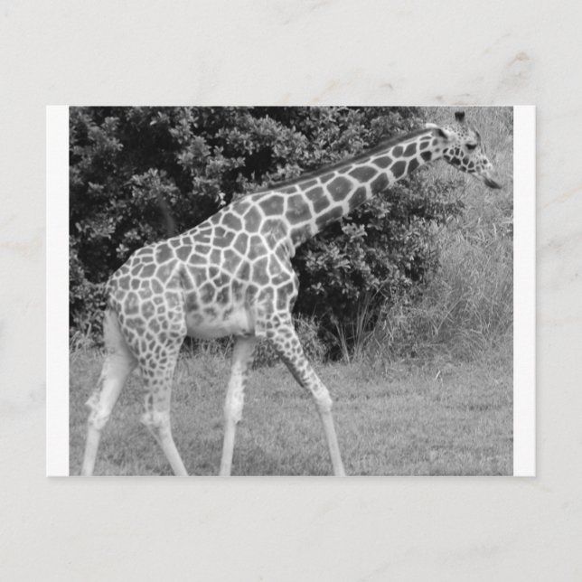 giraffe postkarte (Vorderseite)