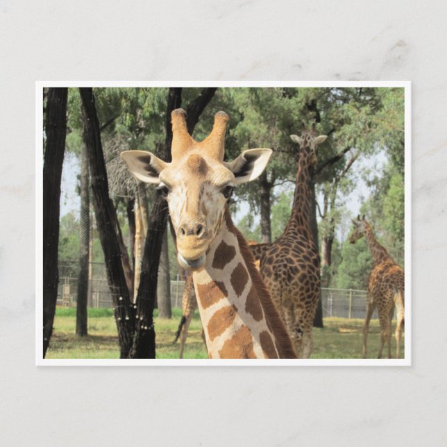 Giraffe Postkarte (Vorderseite)