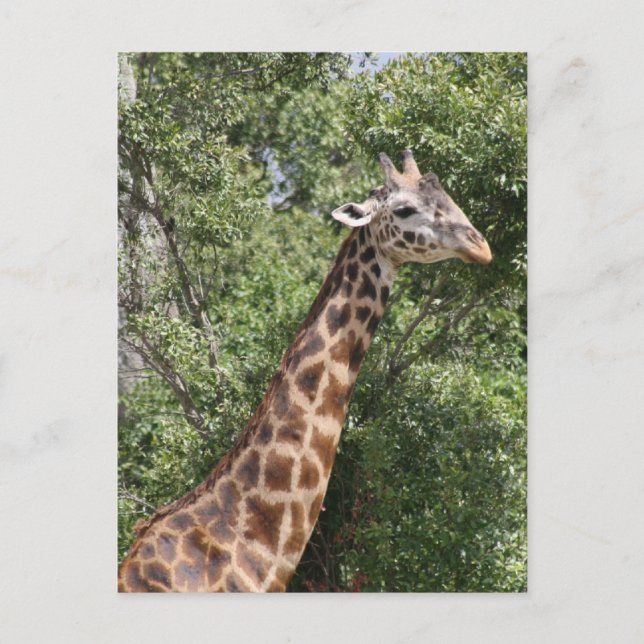 Giraffe Postkarte (Vorderseite)