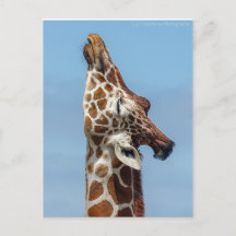 Giraffe Postkarte