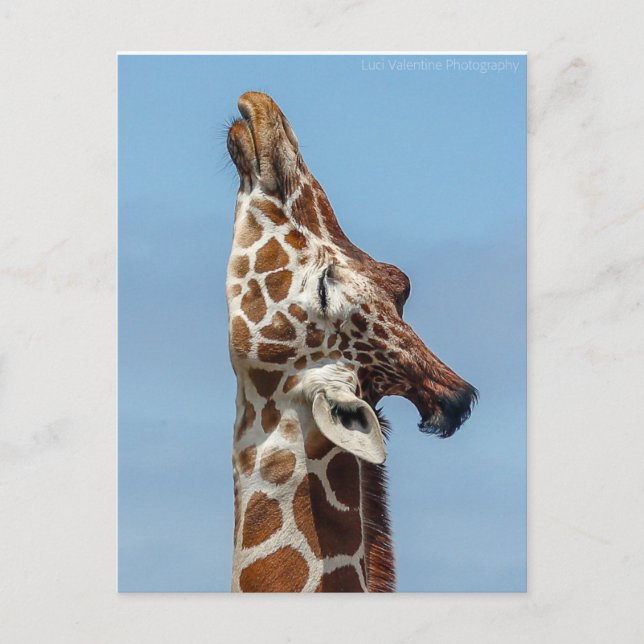 Giraffe Postkarte (Vorderseite)