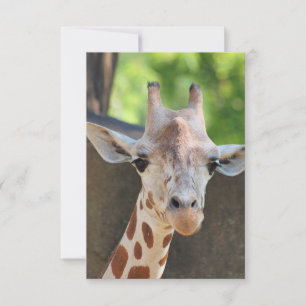 Giraffe Postkarte