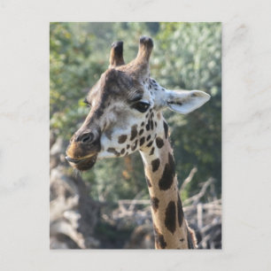 Giraffe Postkarte
