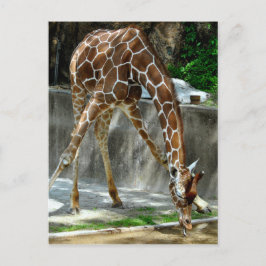 Giraffe Postkarte