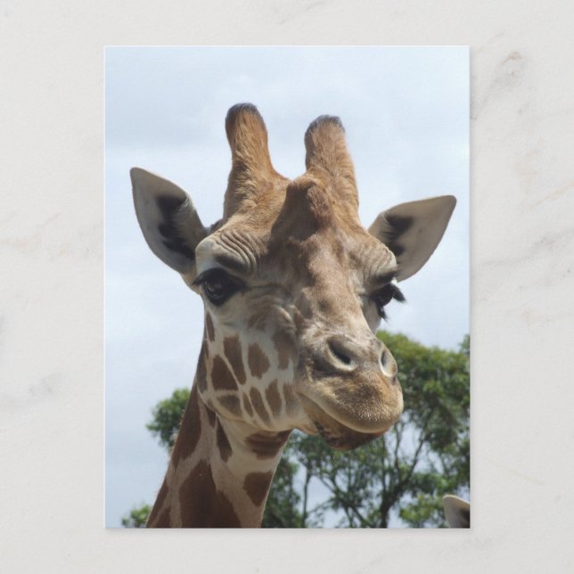 Giraffe Postkarte (Vorderseite)
