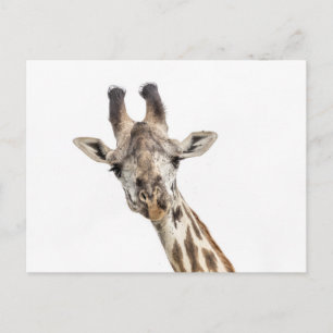 Giraffe Postkarte