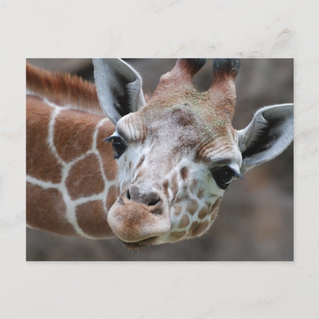 Giraffe Postkarte (Vorderseite)