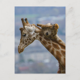 Giraffe Postkarte