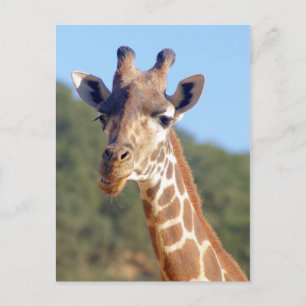 Giraffe Postkarte