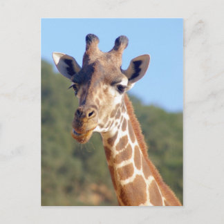Giraffe Postkarte