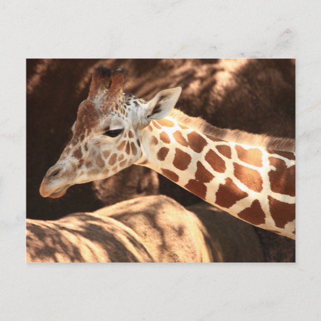 Giraffe Postkarte (Vorderseite)