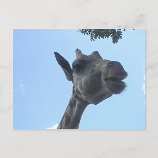 Giraffe Postkarte (Vorderseite)