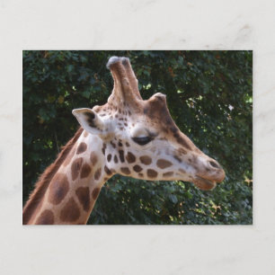 Giraffe Postkarte