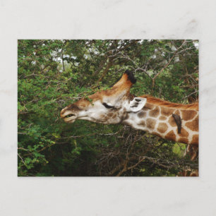 Giraffe Postkarte