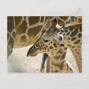 Giraffe ・ Postkarte