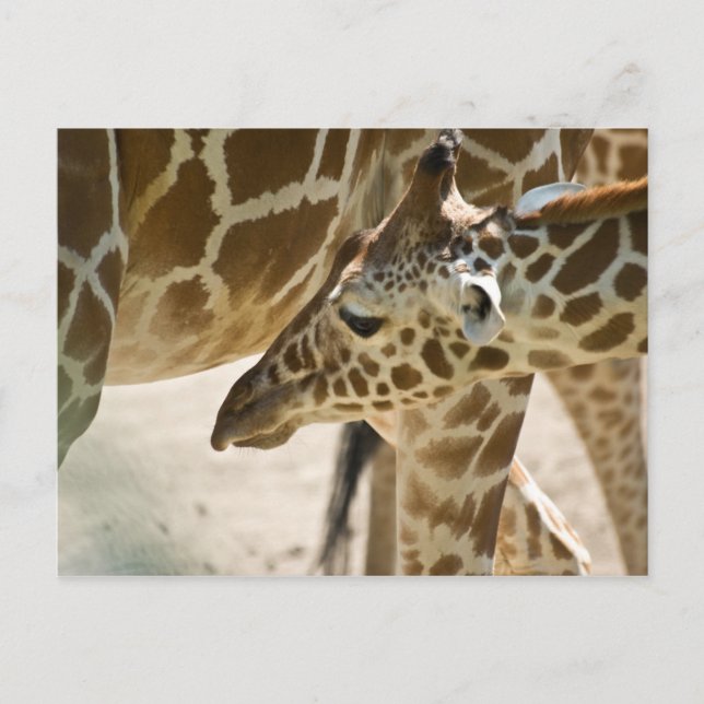 Giraffe ・ Postkarte (Vorderseite)