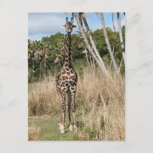 Giraffe Postkarte