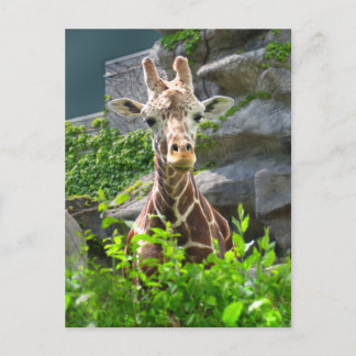 Giraffe Postkarte