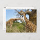 Giraffe Postkarte (Vorne/Hinten)