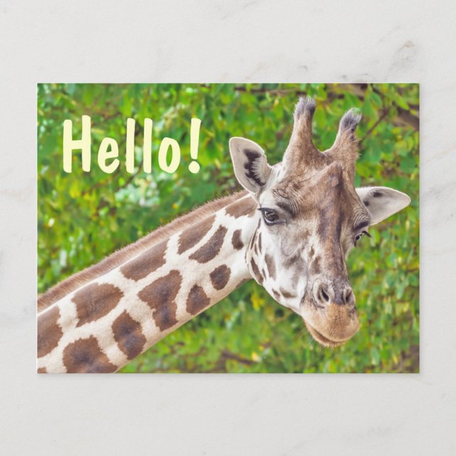 Giraffe Postkarte (Vorderseite)