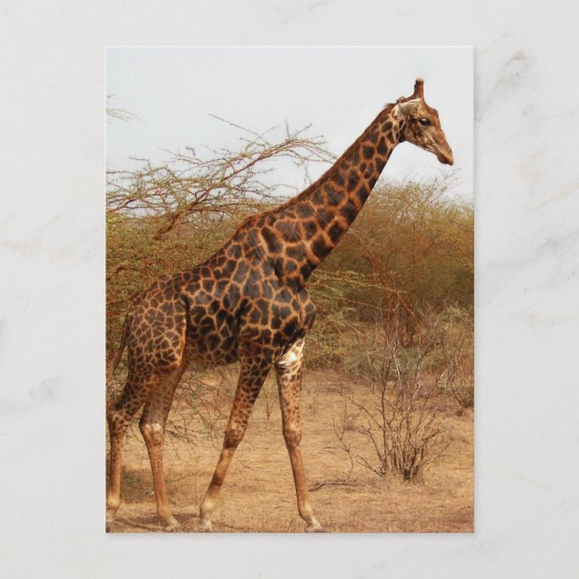 Giraffe Postkarte (Vorderseite)
