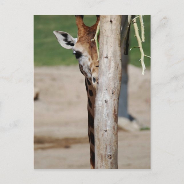 Giraffe Postkarte (Vorderseite)