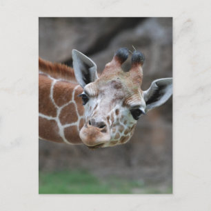 Giraffe Postkarte
