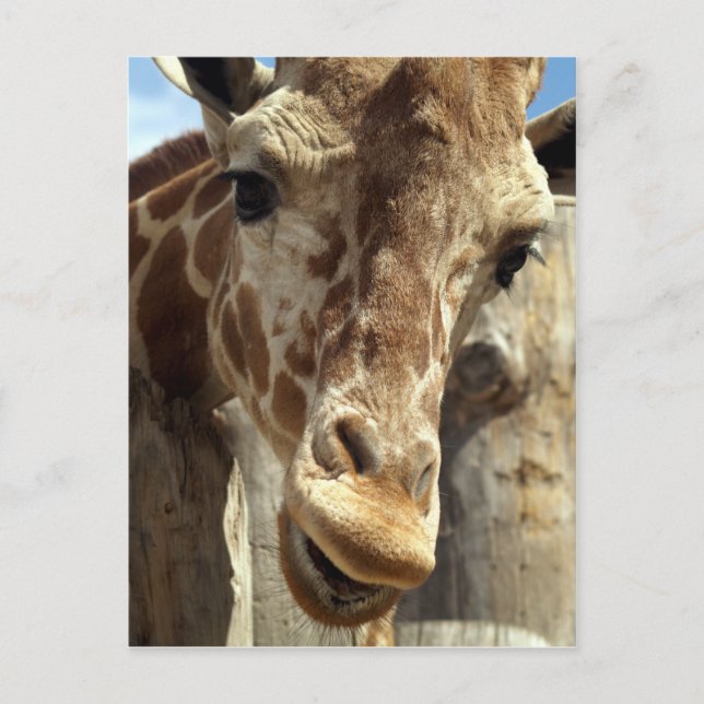 Giraffe Postkarte (Vorderseite)