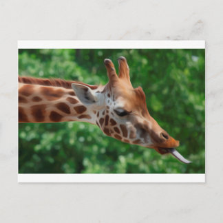 Giraffe Postkarte