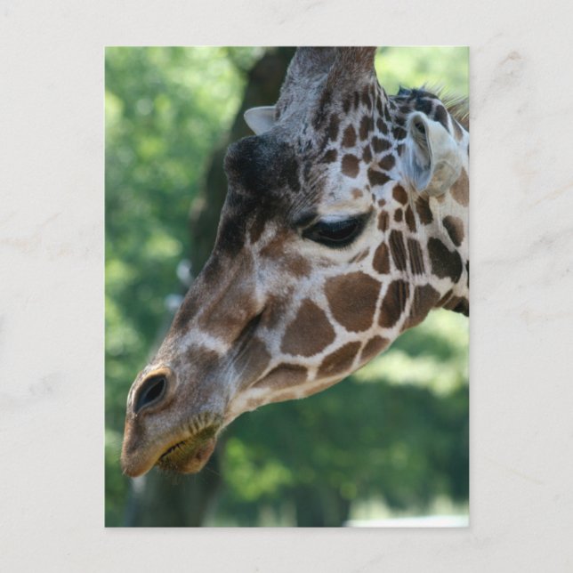 Giraffe Postkarte (Vorderseite)