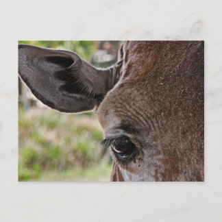 Giraffe Postkarte