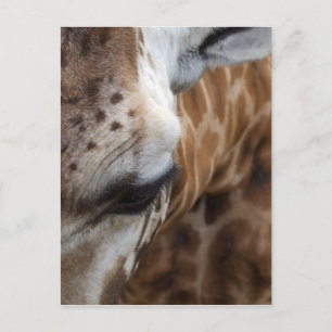 Giraffe Postkarte