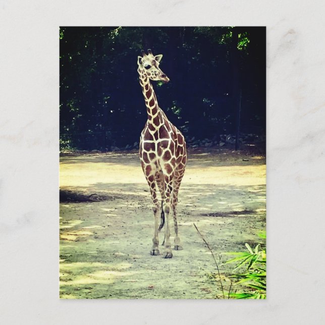 Giraffe Postkarte (Vorderseite)