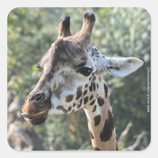 Giraffe Quadratischer Aufkleber (Vorderseite)